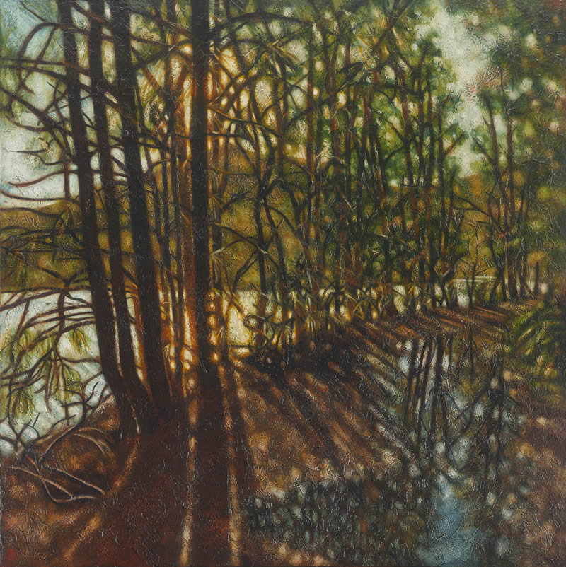 Afternoon light. Garigal lyrebird track Afternoon light. Garigal lyrebird track